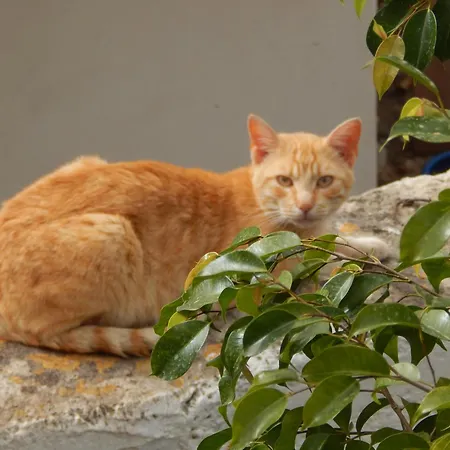 Nel Giardino Di Nunziatina * Syrakus