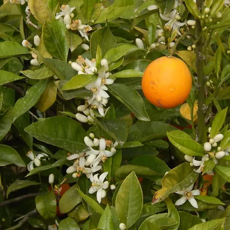 Nel Giardino Di Nunziatina דירה